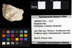 Foto (Objket + Etiketten) von Goniodromites bidentatus (Reuss, 1858) 